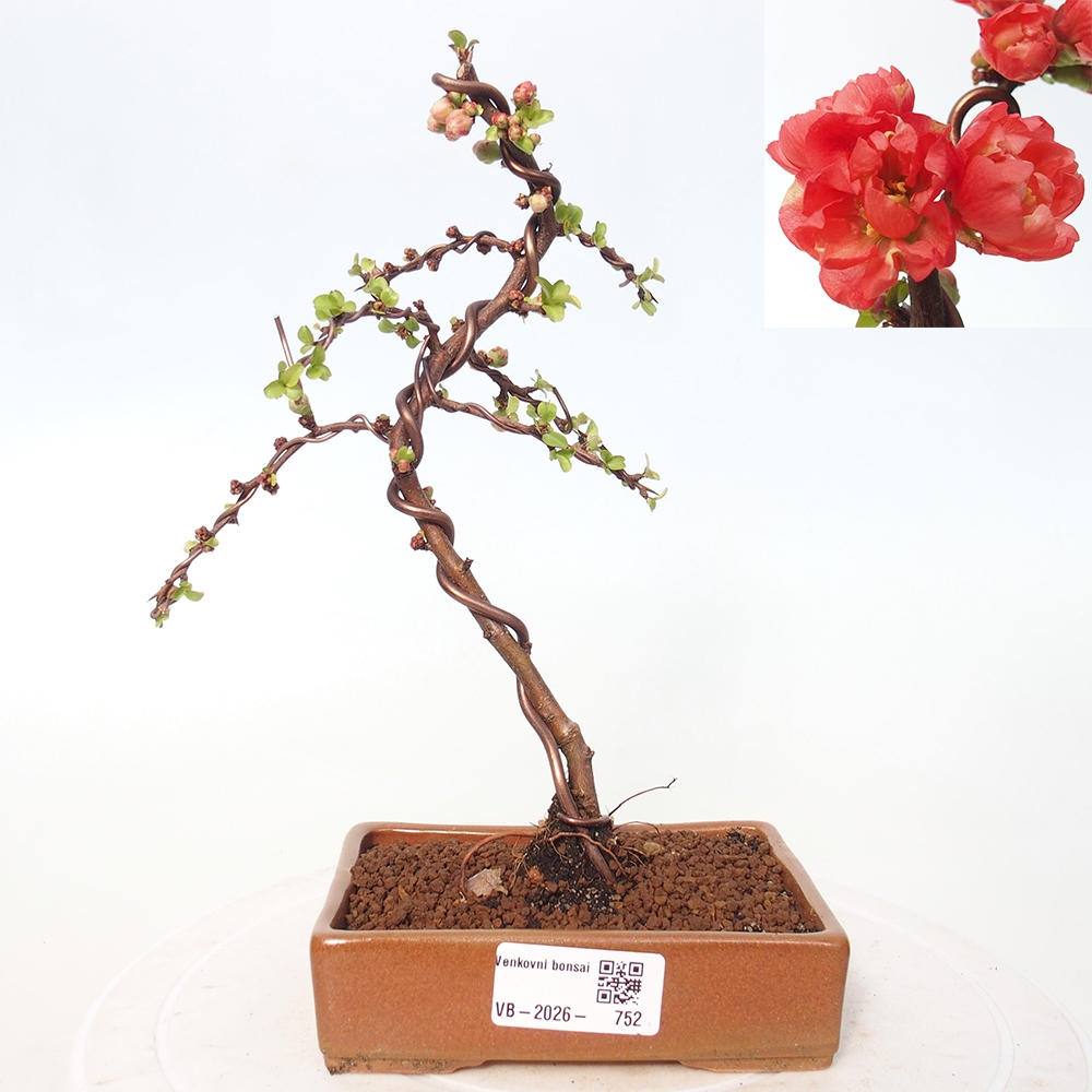 Bonsai da esterno - Chaneomeles s. Red Joy - Cotogno