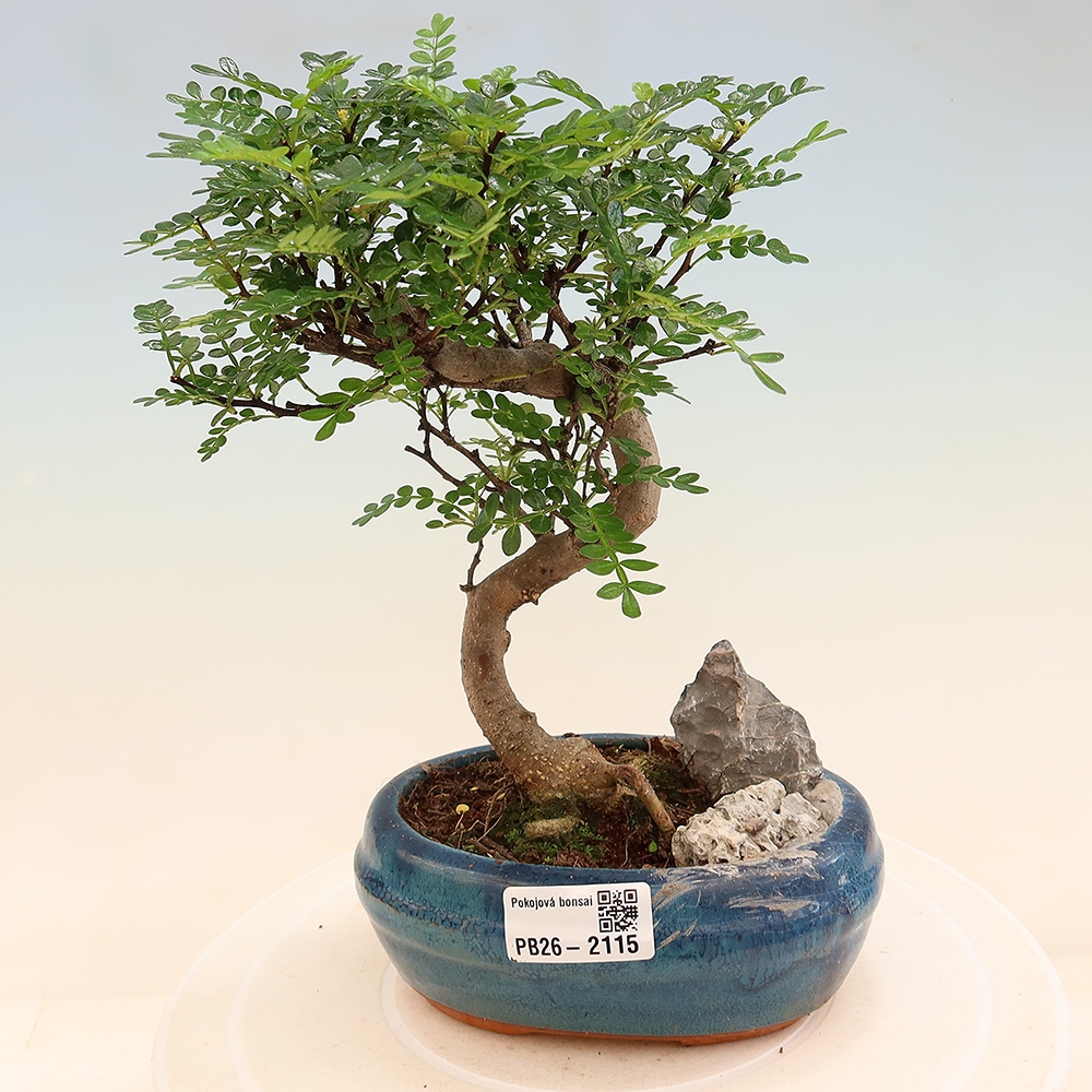 Camera bonsai - Zantoxylum piperitum - albero del pepe
