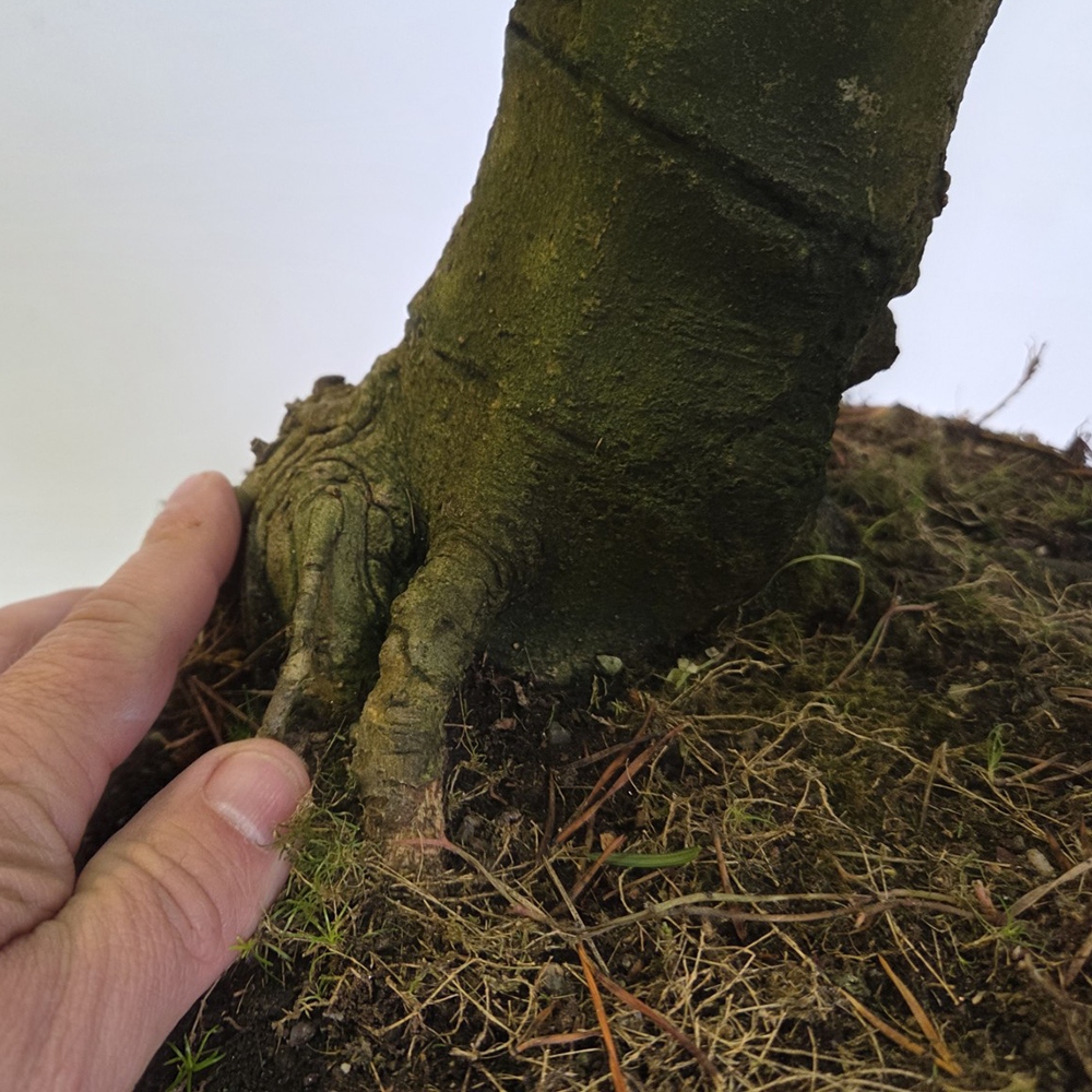 Bonsai da esterno - magnolia - Šácholan
