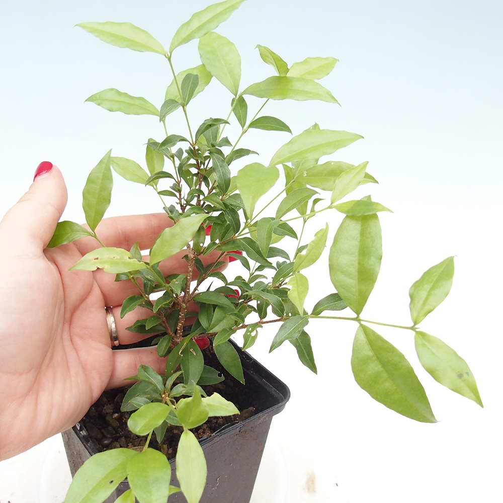 Bonsai da camera - Malpighia coccigera - Ciliegio di Barbor in contenitore
