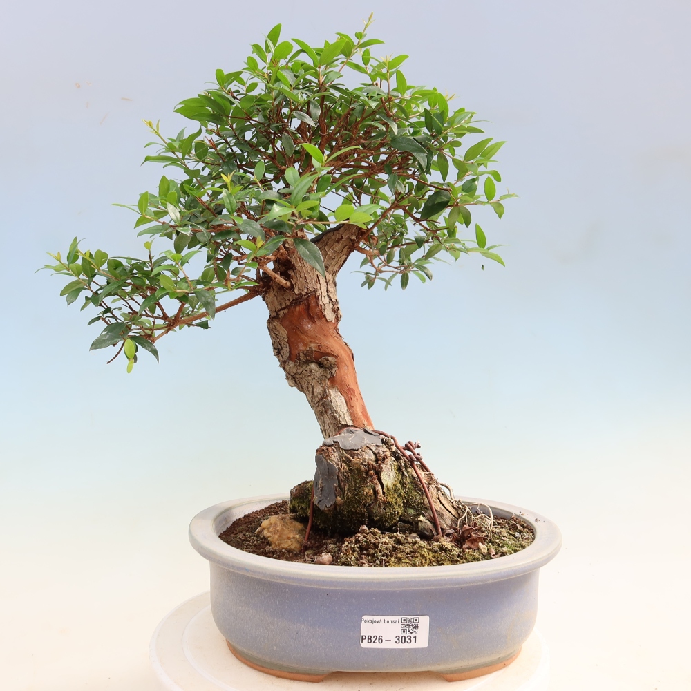 Bonsai da camera - Myrtus communis - Mirto