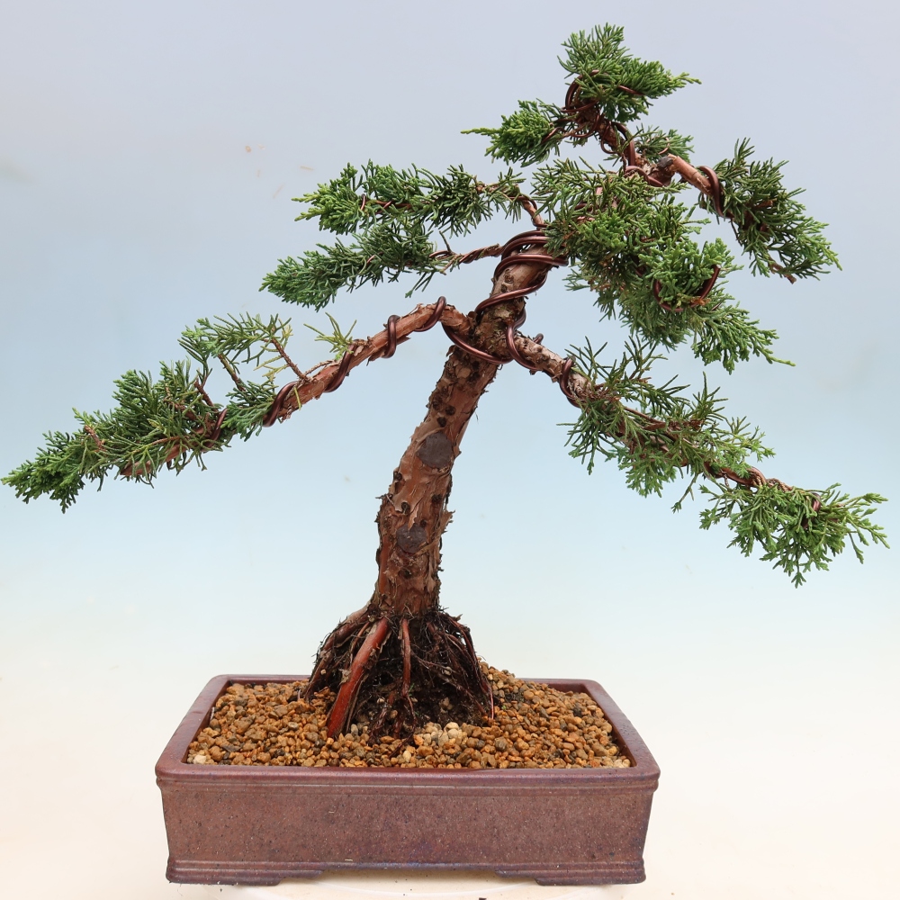 Bonsai da esterno - Juniperus chinensis Kishu