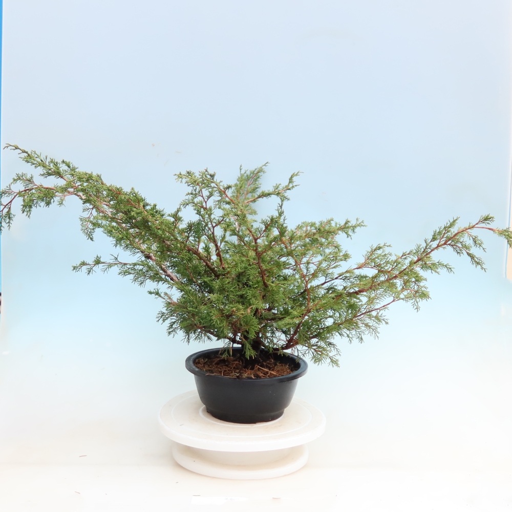 Bonsai da esterno - Juniperus chinensis Itoigawa - Ginepro cinese