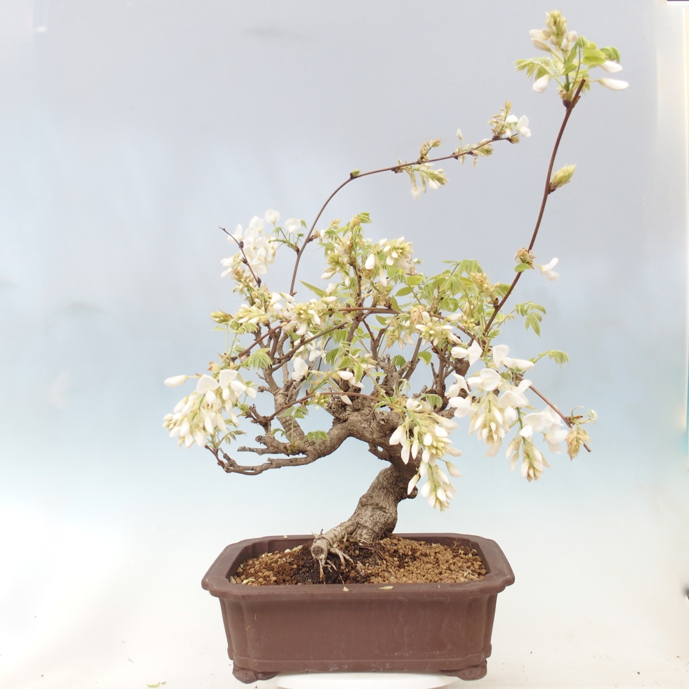 Bonsai da esterno - Vistaria - Glicine