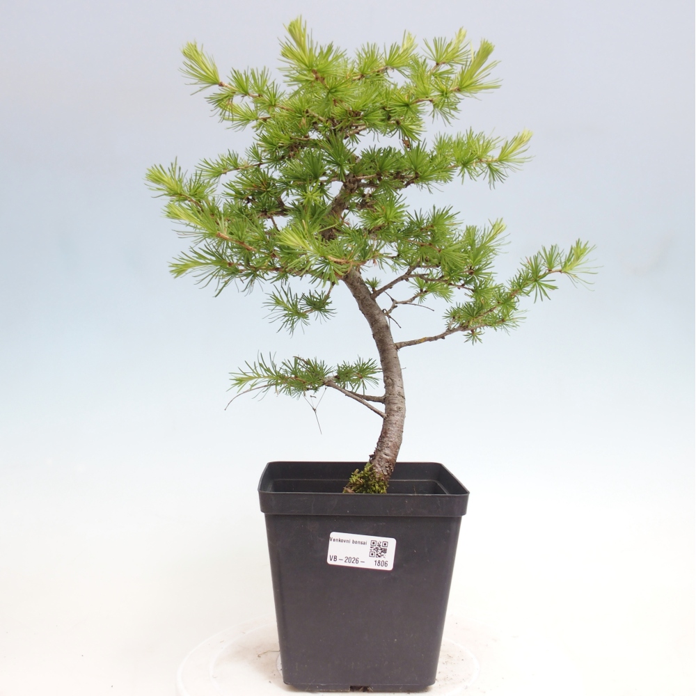 Bonsai da esterno -Larix decidua - Larice