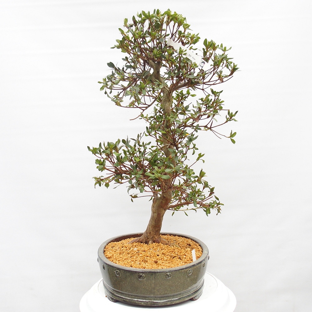 Bonsai da esterno - Azalea giapponese - Azalea a mano