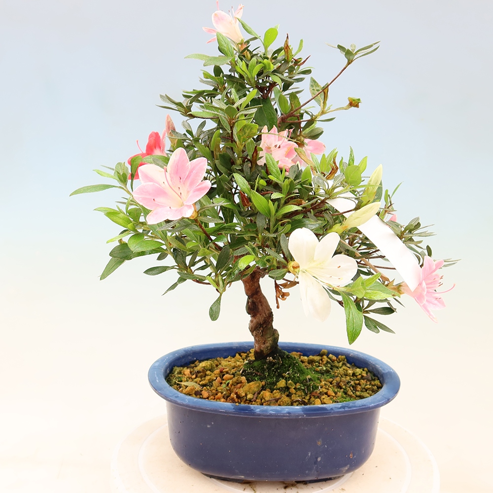 Bonsai da esterno - Azalea giapponese - Azalea Senhime
