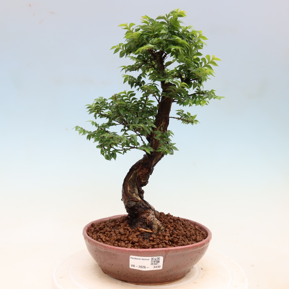 Bonsai da esterno - Ulmus Jacqueline Hillier - Olmo magnifico