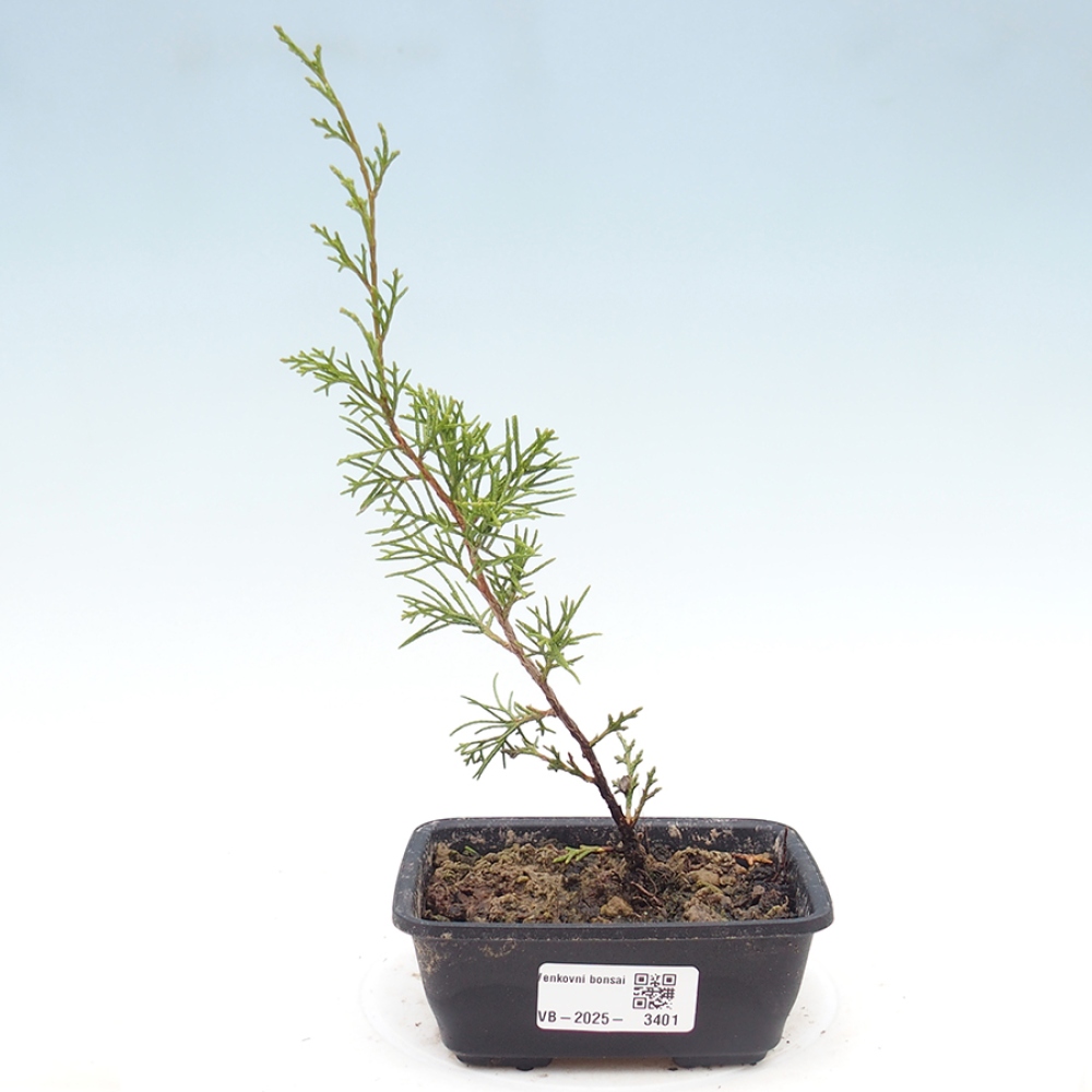 Bonsai da esterno - Juniperus chinensis Itoigawa