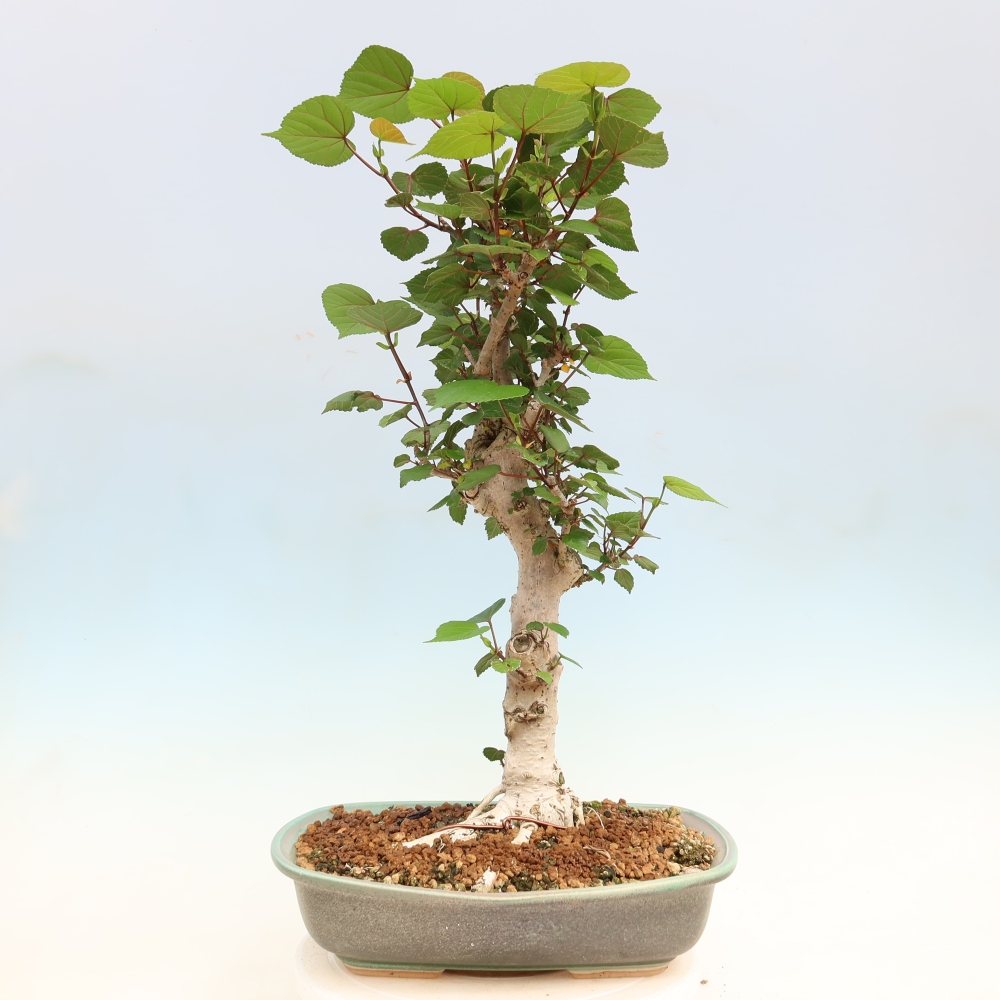 Bonsai da interno - Hibiscus tiliaceus - Ibisco marino