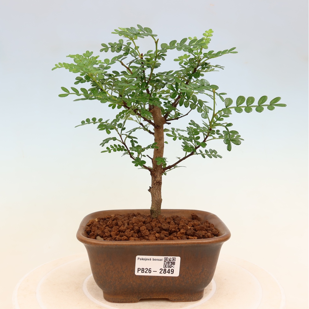 Camera bonsai - Zantoxylum piperitum - albero del pepe