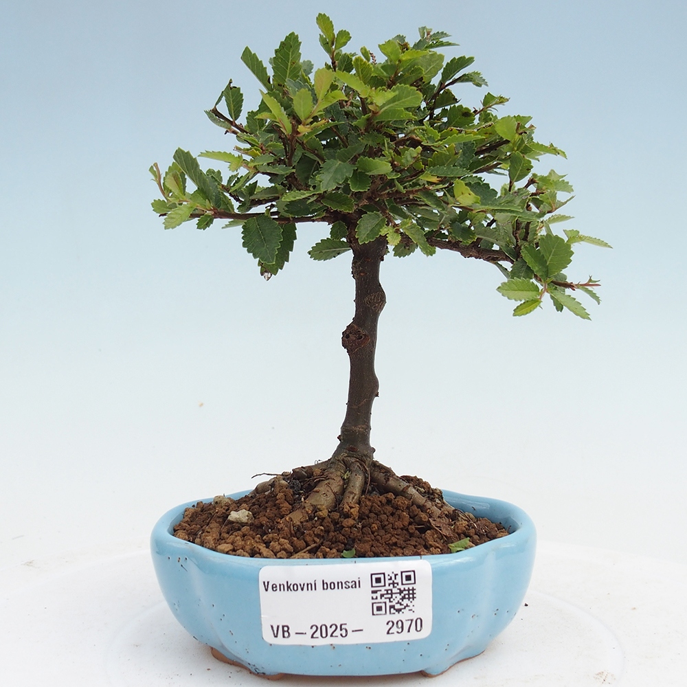 Bonsai da esterno - Ulmus parvifolia Sagei - Olmo a foglie piccole