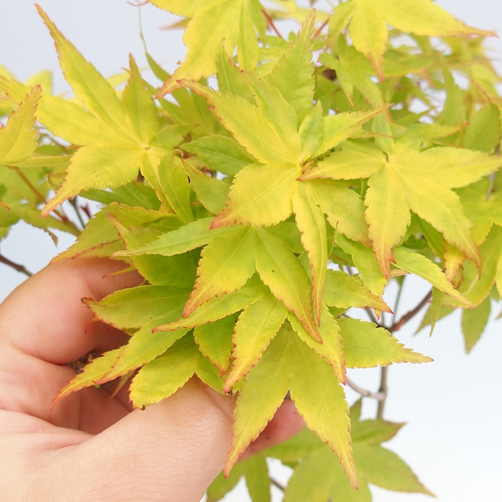 Bonsai da esterno - Palma d'oro Javor - Acer palmatum Aureum in contenitore