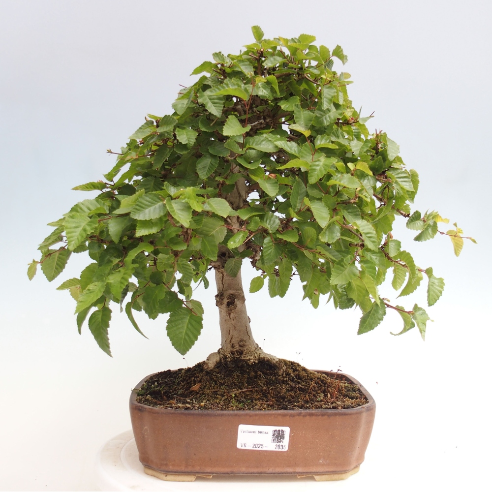 Bonsai da esterno -Carpinus CARPINOIDES - Carpino coreano