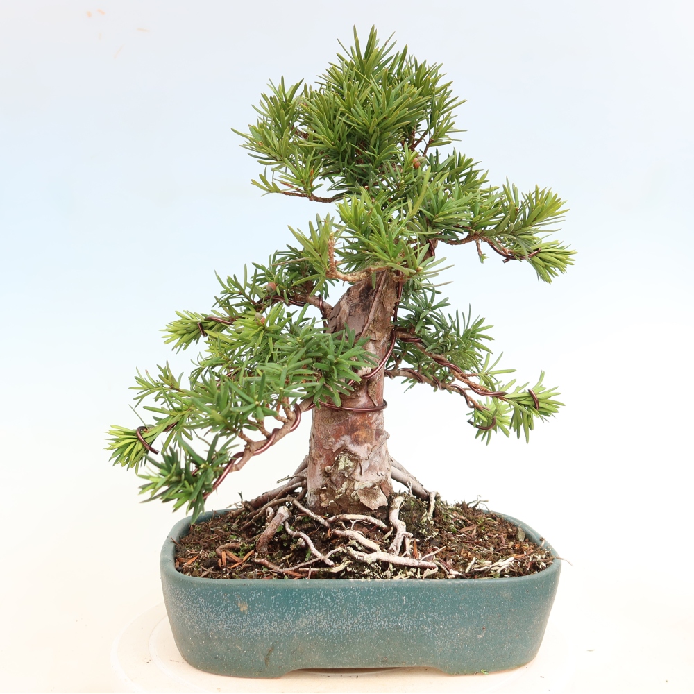 Bonsai da esterno - Taxus cuspidata - Tasso giapponese
