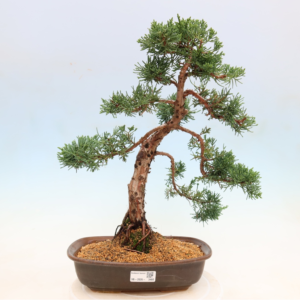 Bonsai da esterno - Juniperus chinensis Kishu