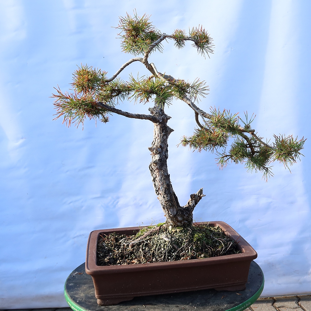 Pinus sylvestris Spagna - pino silvestre