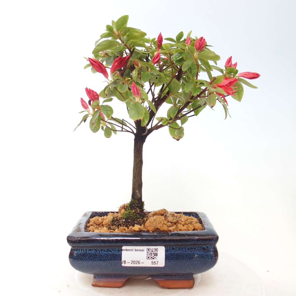Bonsai da esterno - Azalea giapponese - Azalea sp.