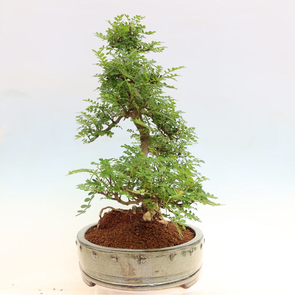 Camera bonsai - Zantoxylum piperitum - albero del pepe