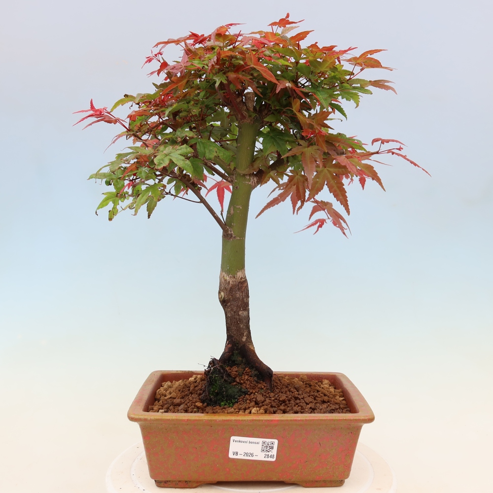 Acero norvegese - Acer palmatum Beni Tsukasa