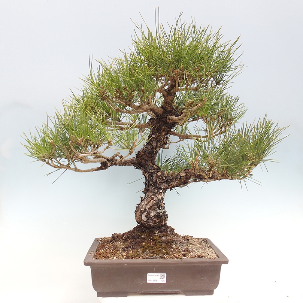 Bonsai da esterno - Pinus thunbergii - Pino di Thunberg
