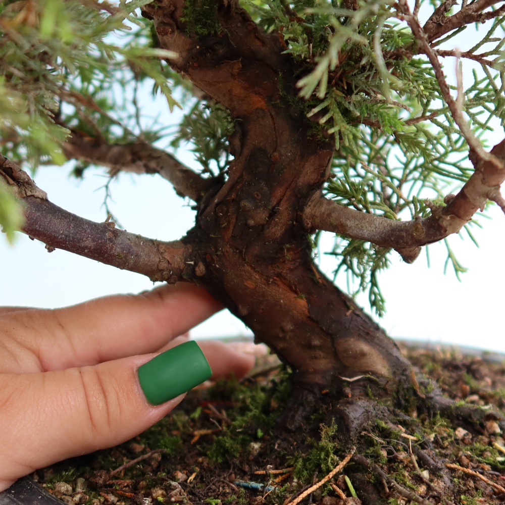 Bonsai da esterno - Juniperus chinensis Itoigawa-Juniperus chinensis