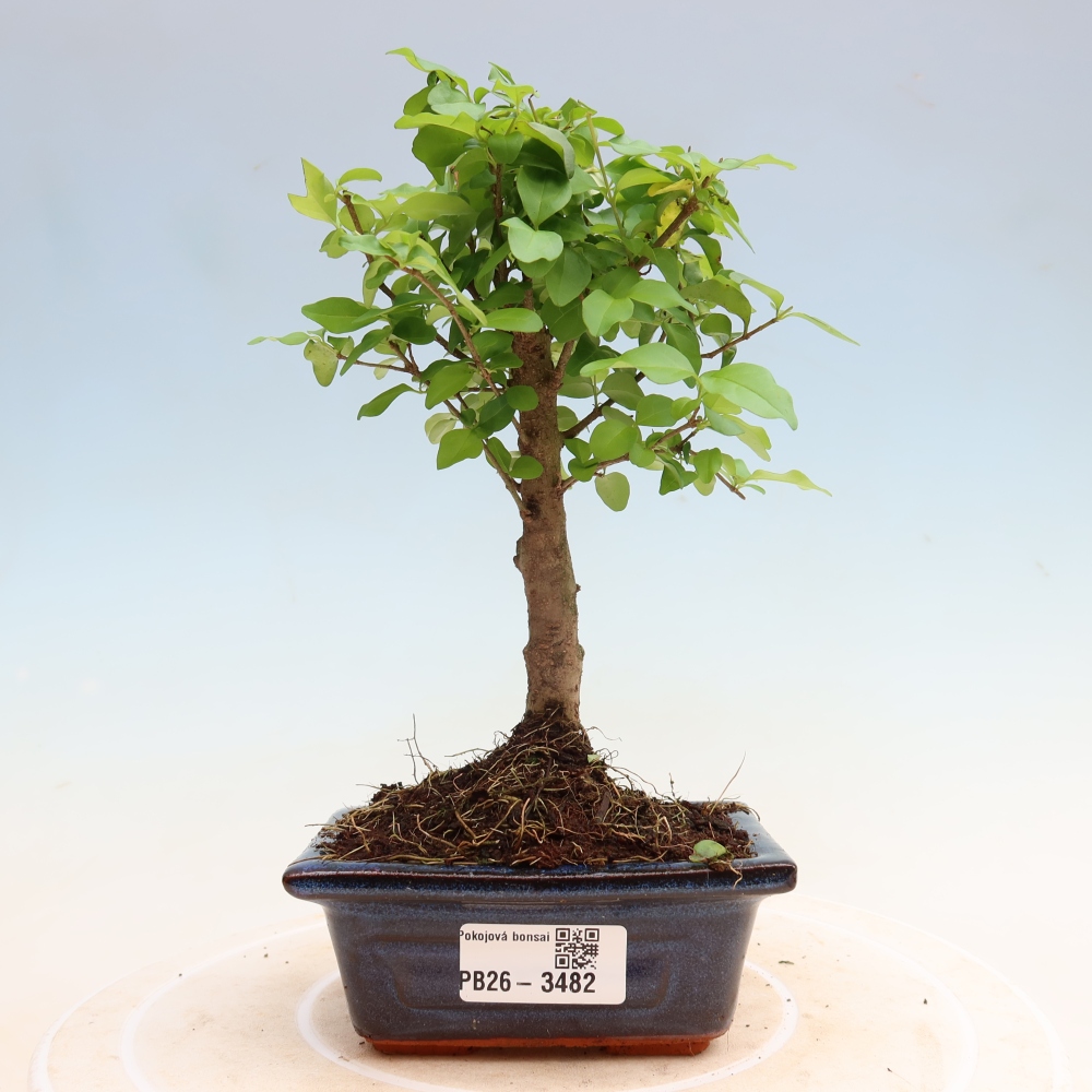 Camera bonsai -Ligustrum chinensis - Becco d'uccello