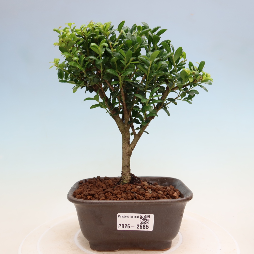 Camera bonsai - Ilex crenata - Agrifoglio