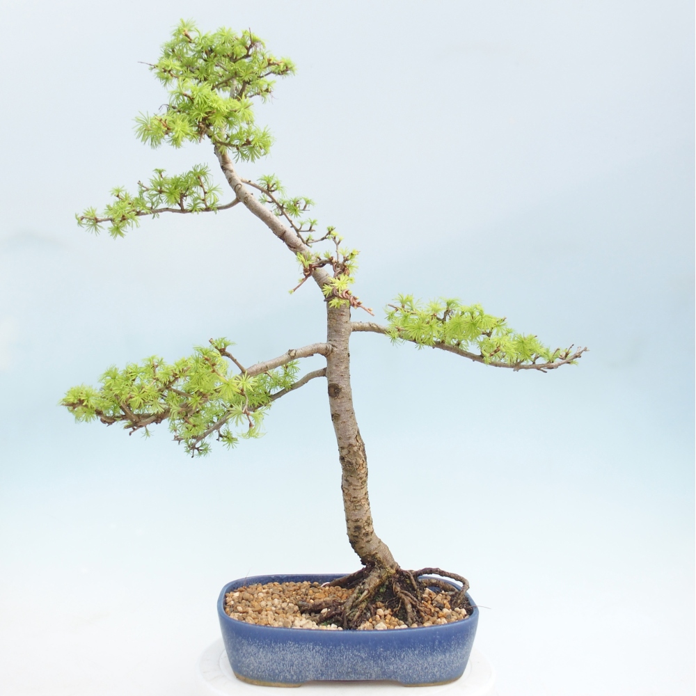 Bonsai da esterno -Larix decidua - Larice