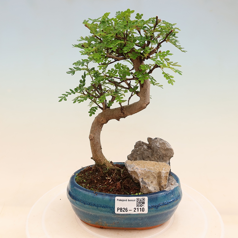 Camera bonsai - Zantoxylum piperitum - albero del pepe