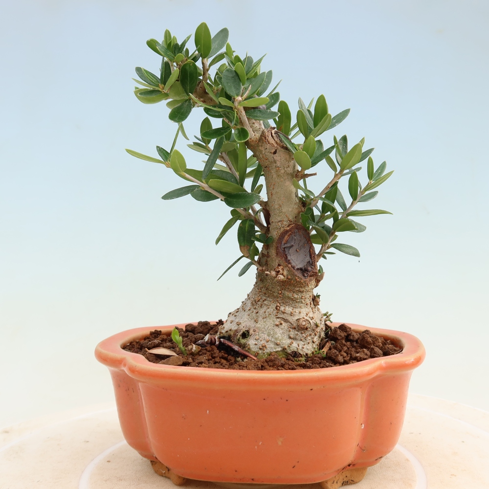 Bonsai da interno - Olea europaea sylvestris