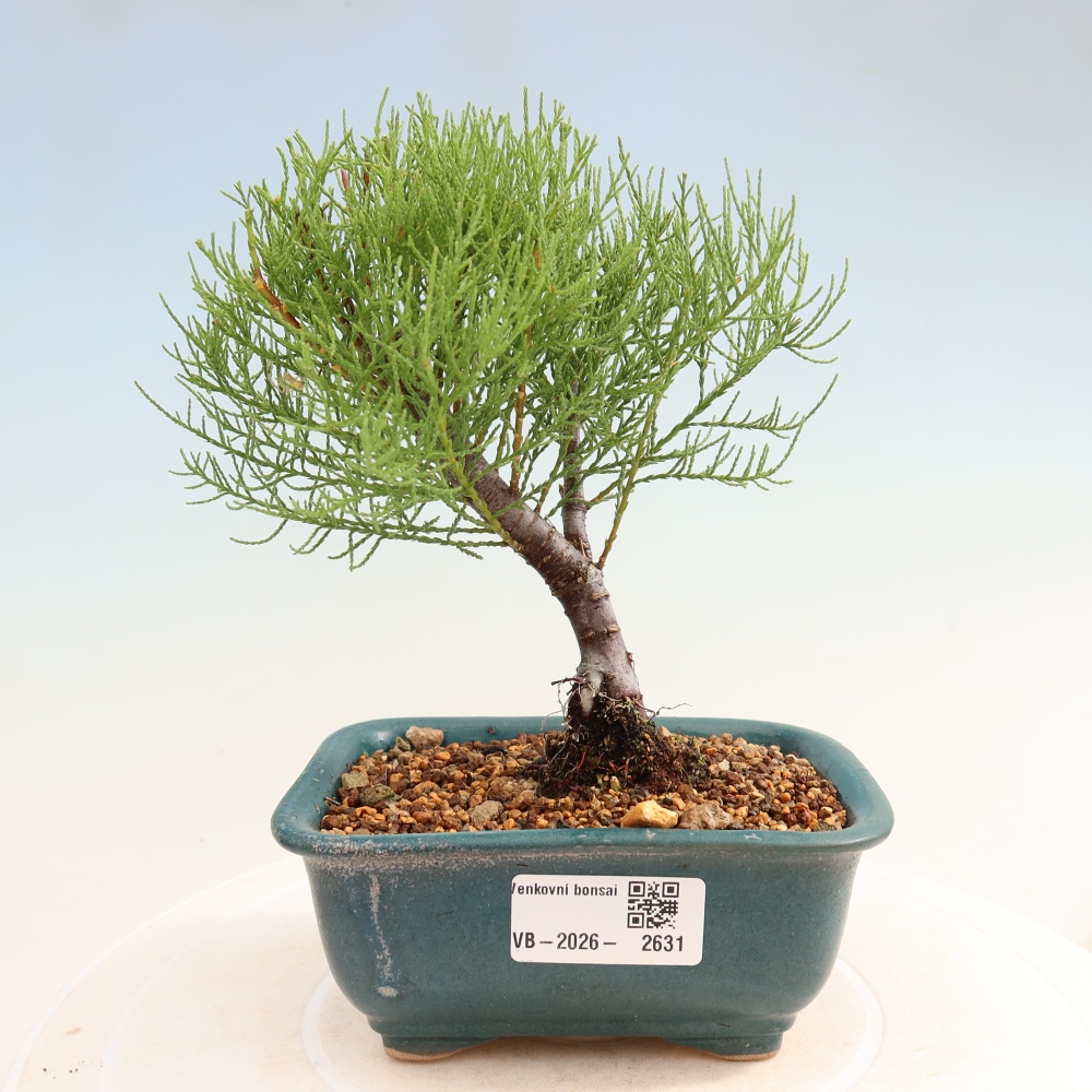 Bonsai da esterno - Tamarisco - Tamarix