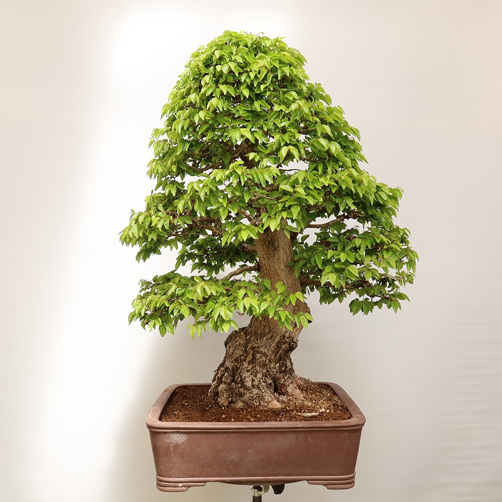 Bonsai da esterno -Carpinus Coreana - Carpino coreano