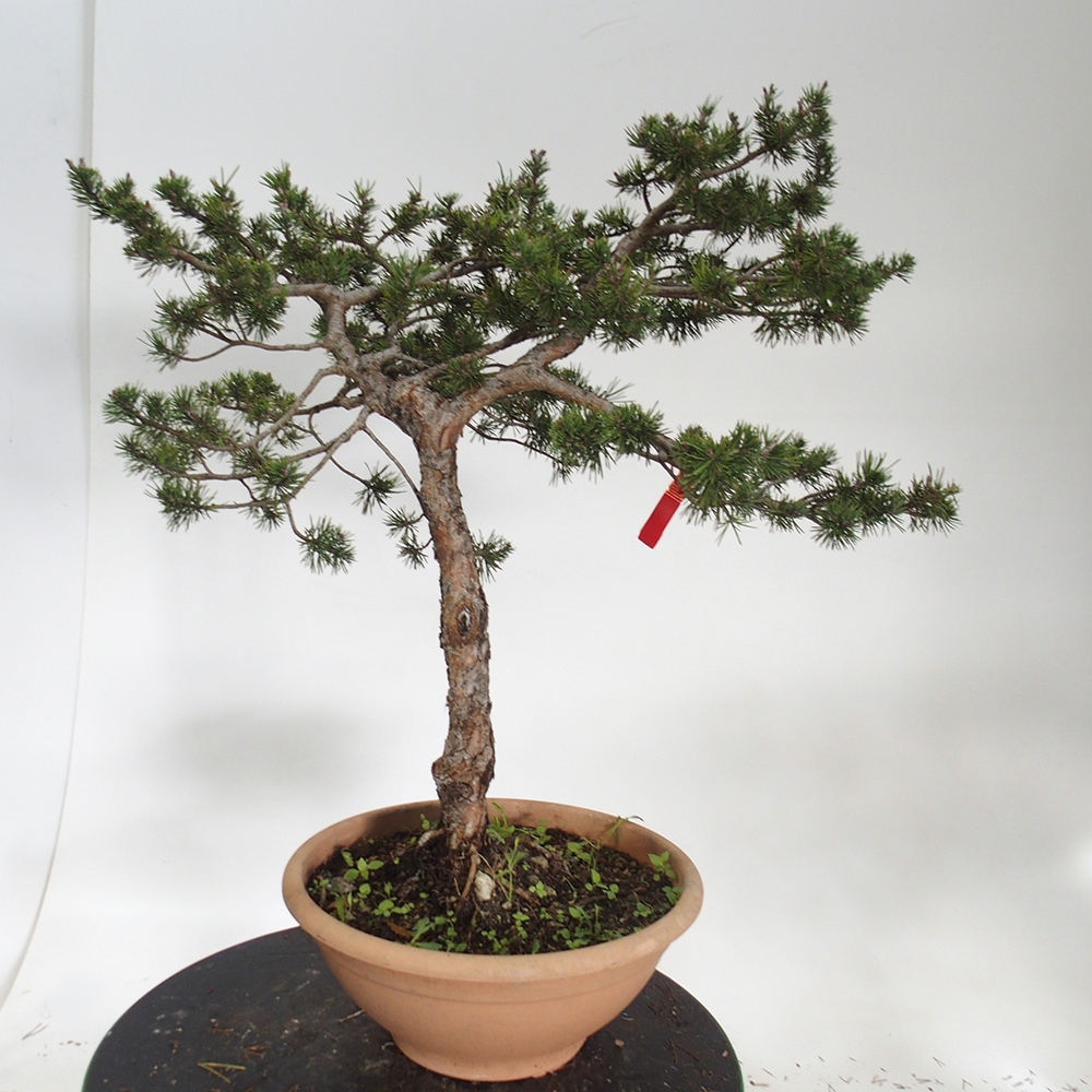 Yamadori - Pinus sylvestris Spagna