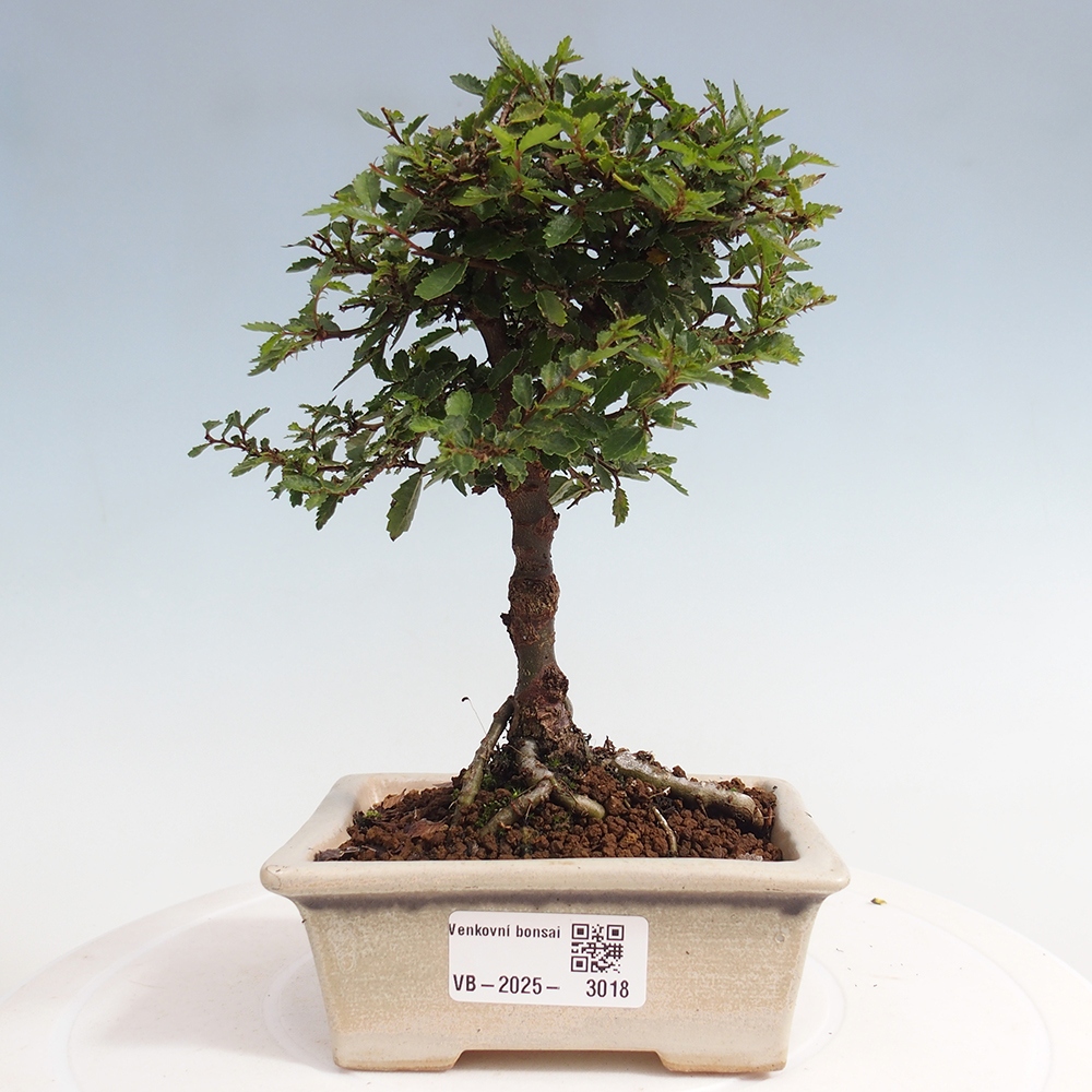 Bonsai da esterno - Ulmus parvifolia Sagei - Olmo a foglie piccole