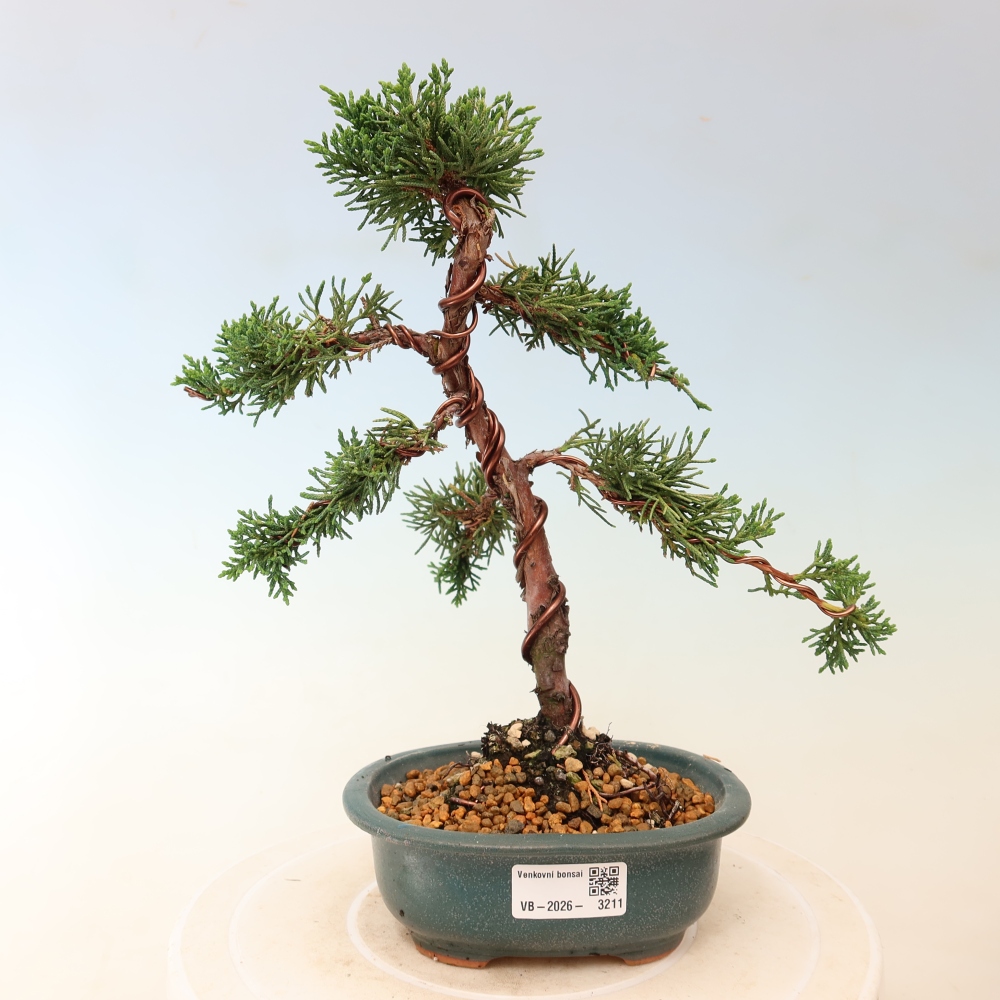 Bonsai da esterno - Juniperus chinensis Kishu