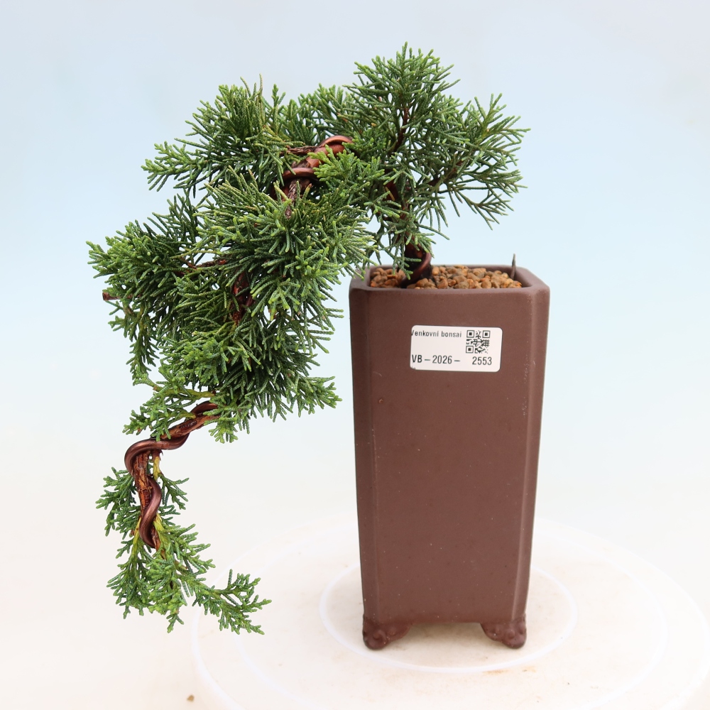 Bonsai da esterno - Juniperus chinensis Kishu