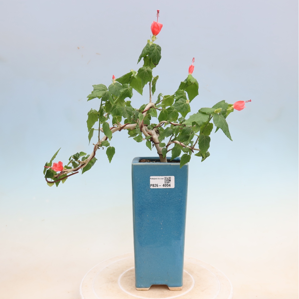 Bonsai da interno - Malvaviscus arboreus