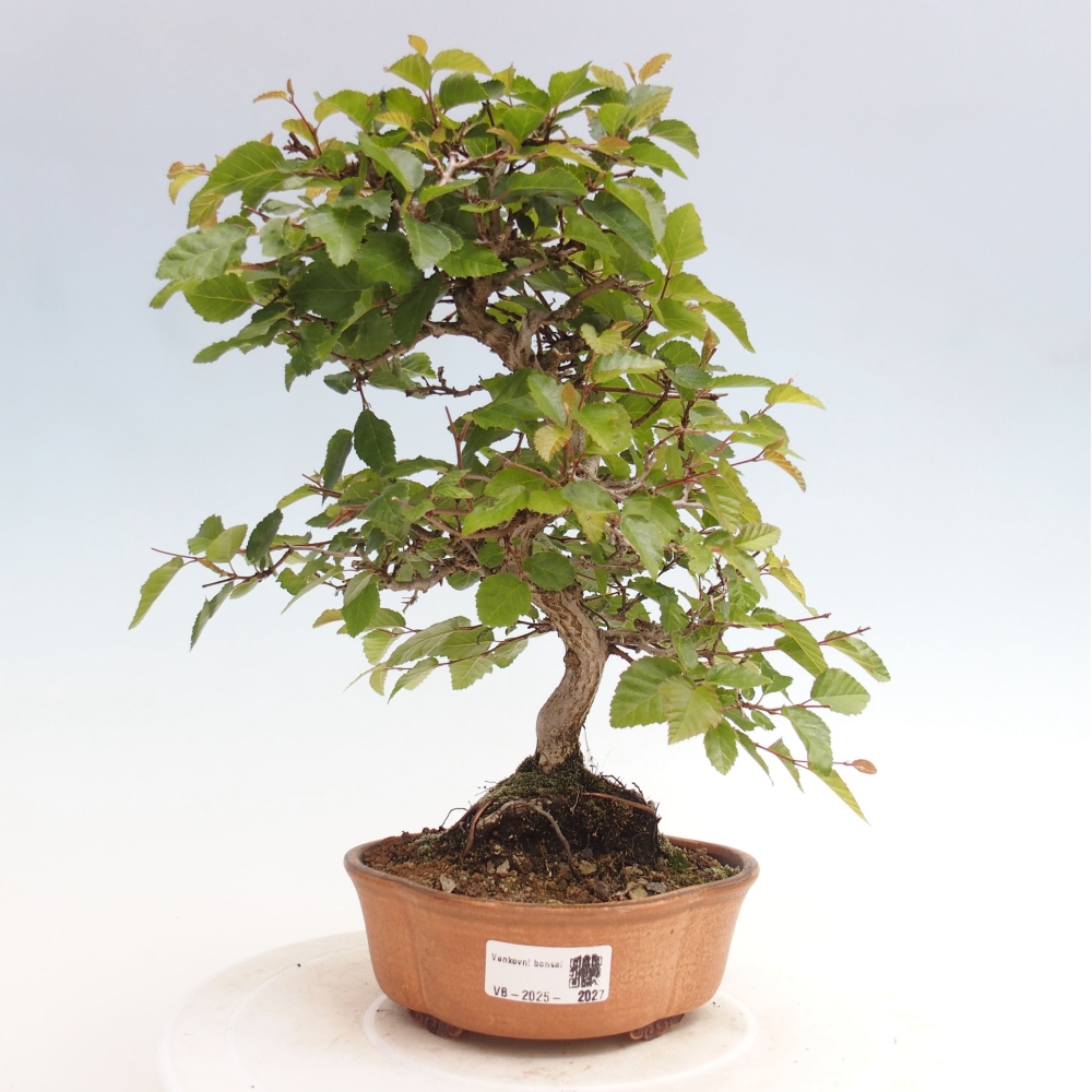 Bonsai da esterno -Carpinus CARPINOIDES - Carpino coreano