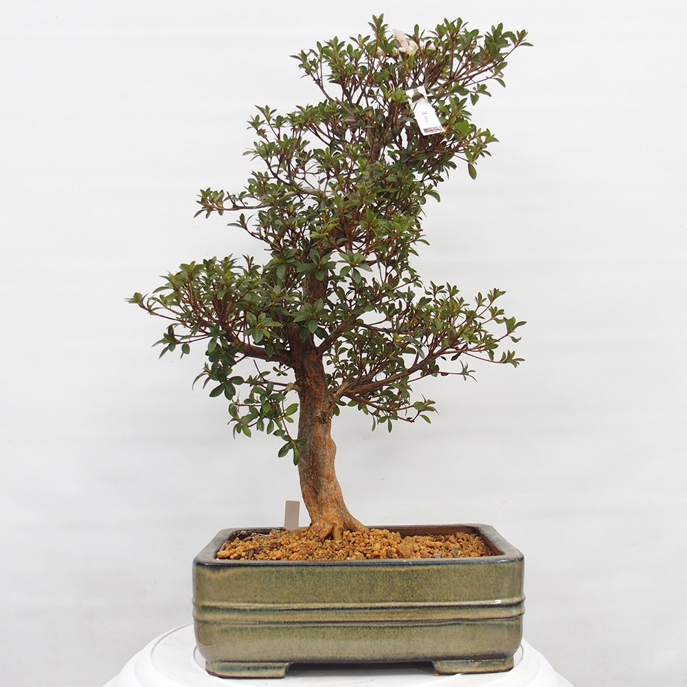Bonsai da esterno - Azalea giapponese - Azalea Hanatsuzuri