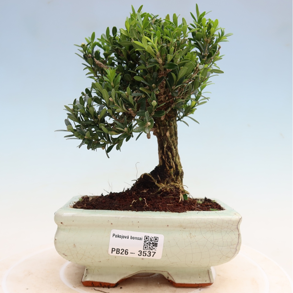 Camera bonsai - Buxus harlandii - buxus da sughero