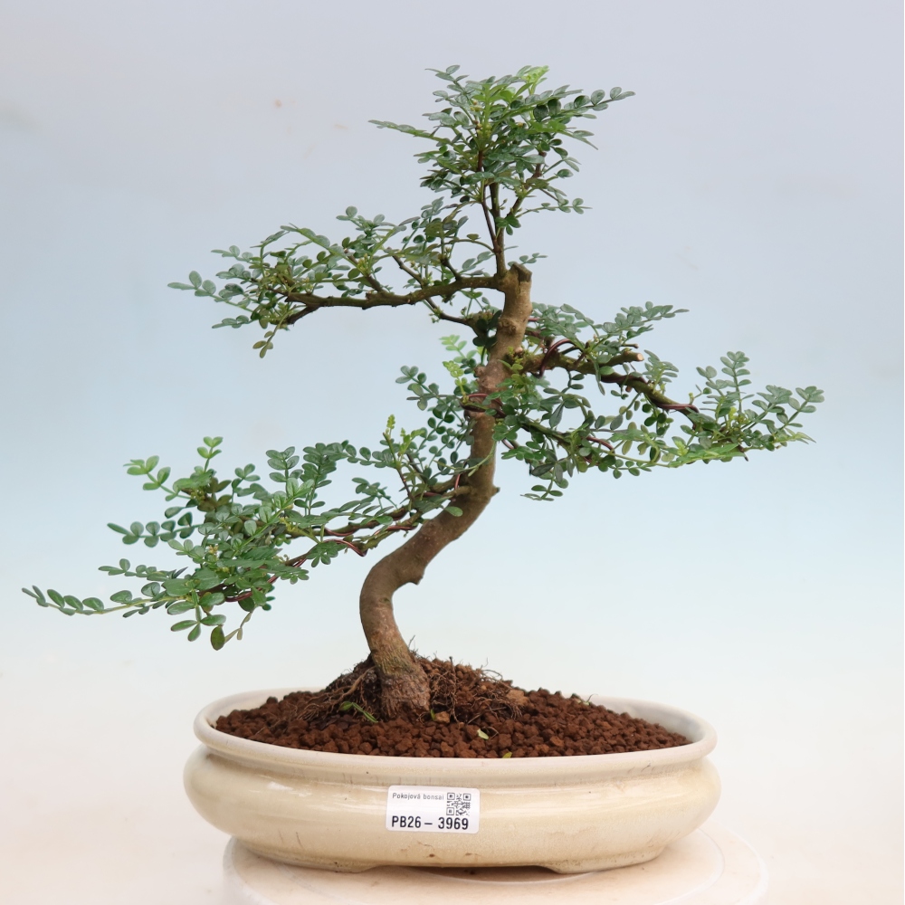 Camera bonsai - Zantoxylum piperitum - albero del pepe