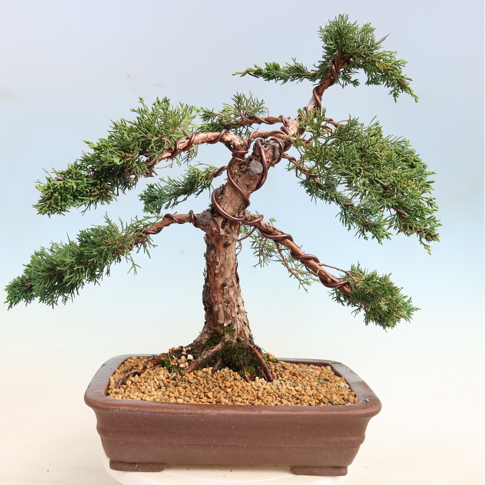 Bonsai da esterno - Juniperus chinensis Kishu