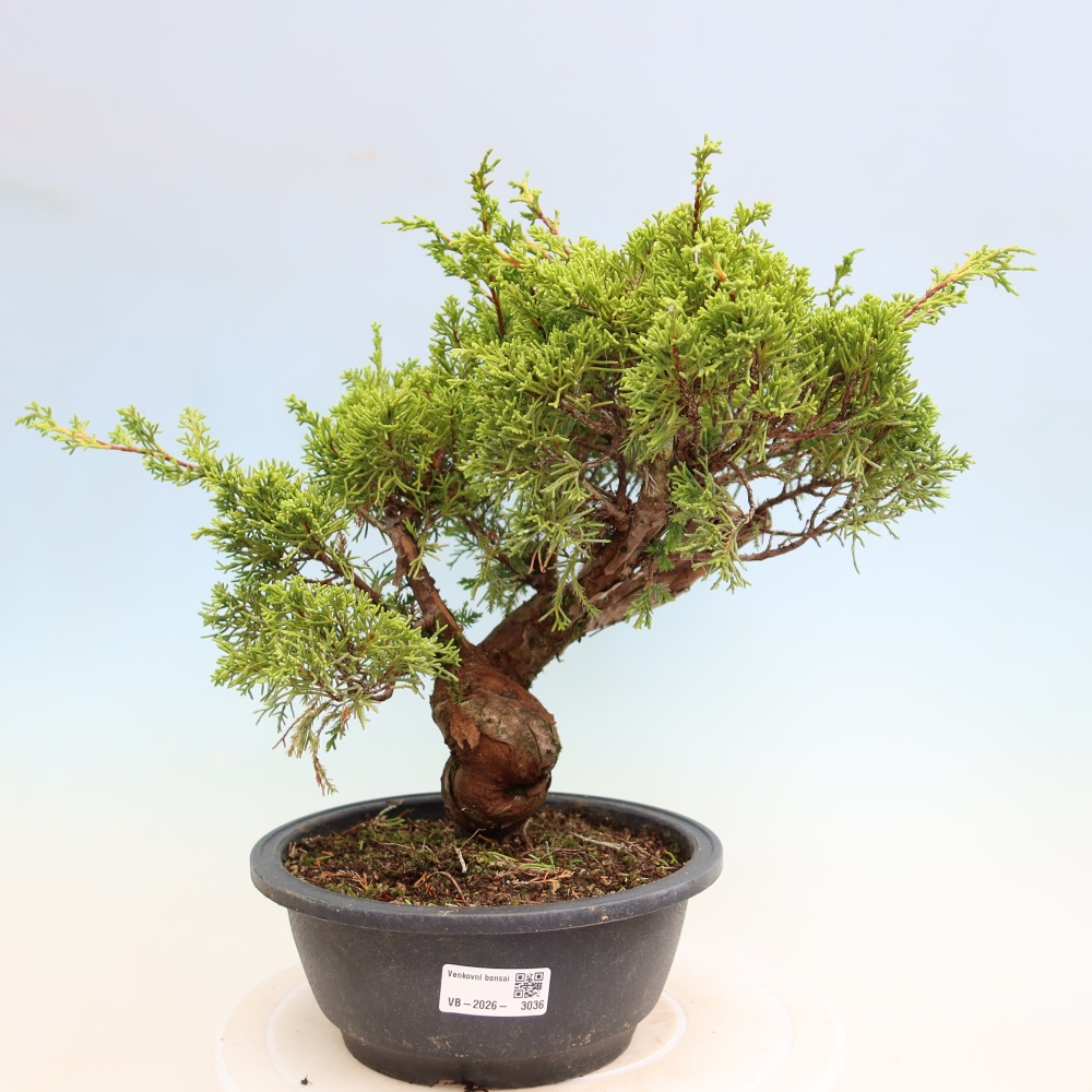 Bonsai da esterno - Juniperus chinensis Itoigawa-Juniperus chinensis