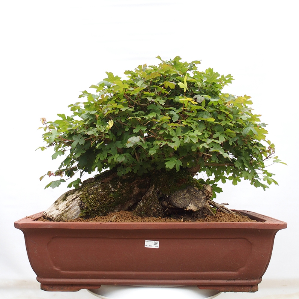 Bonsai da esterno - Acero francese - Acer Nonspessulanum