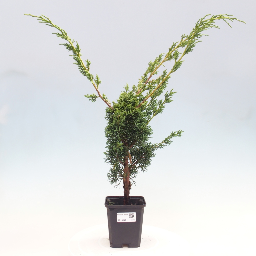Bonsai da esterno - Juniperus chinensis Kishu