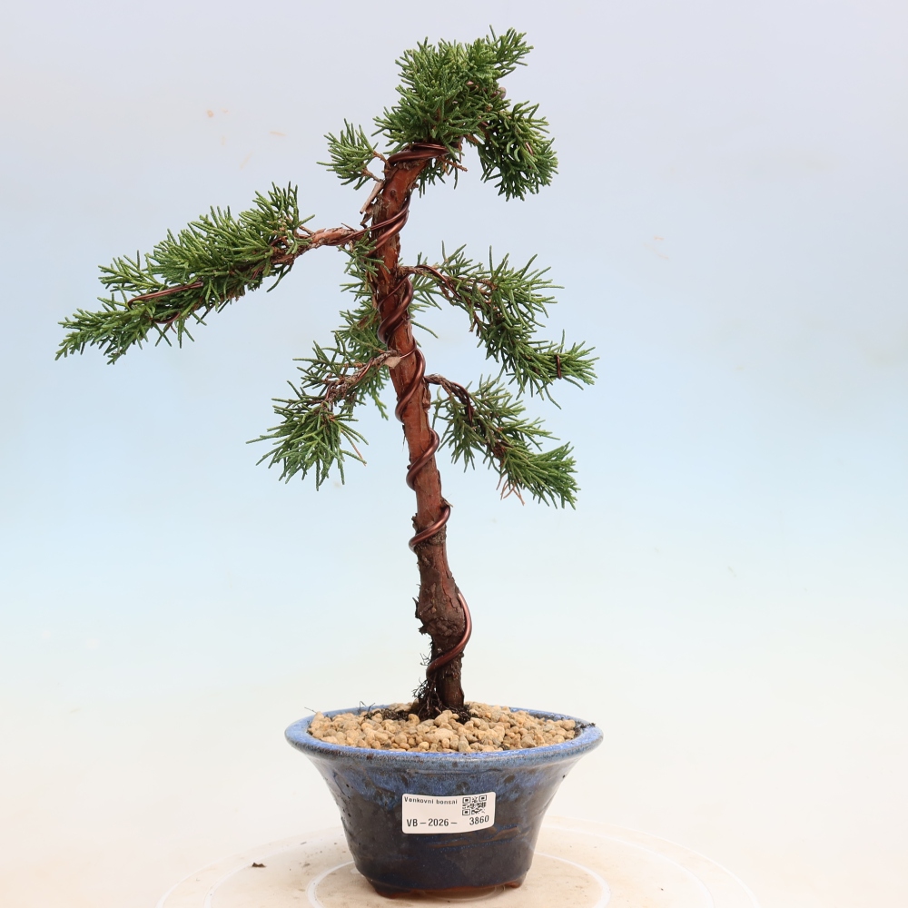 Bonsai da esterno - Juniperus chinensis Kishu