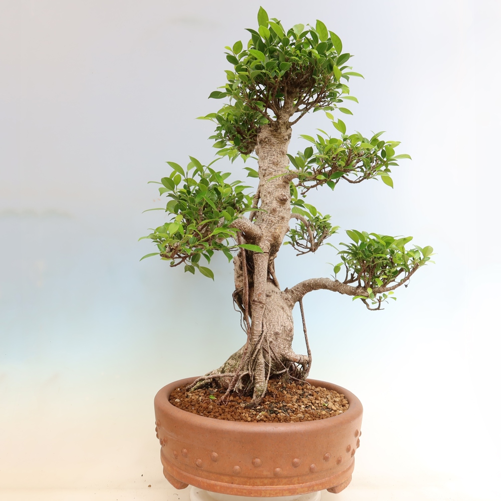 Camera bonsai - Ficus kimmen - ficus a foglie piccole