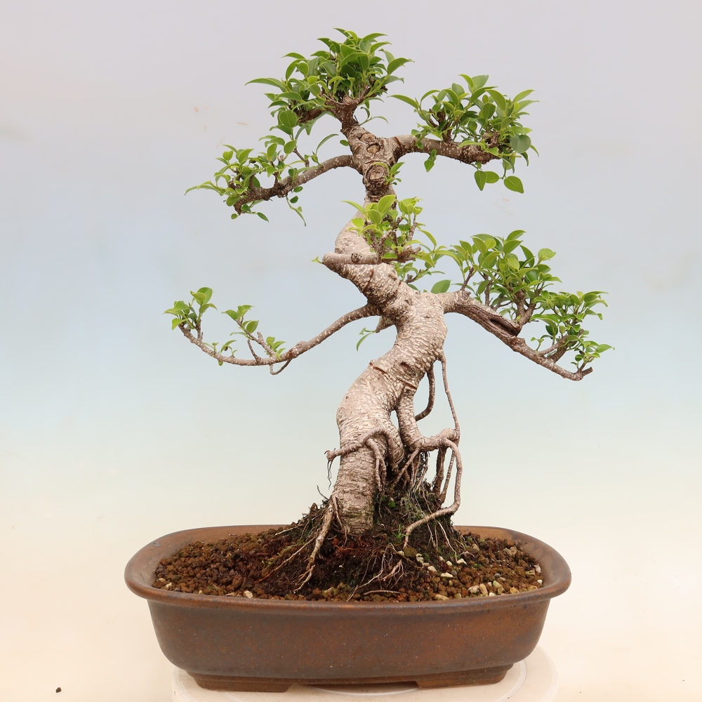 Camera bonsai - Ficus kimmen - ficus a foglie piccole