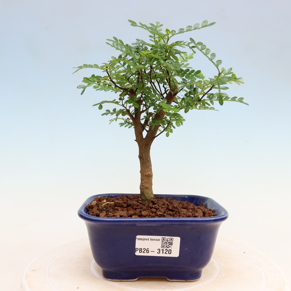 Camera bonsai - Zantoxylum piperitum - albero del pepe